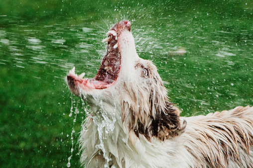 Dog with water splash