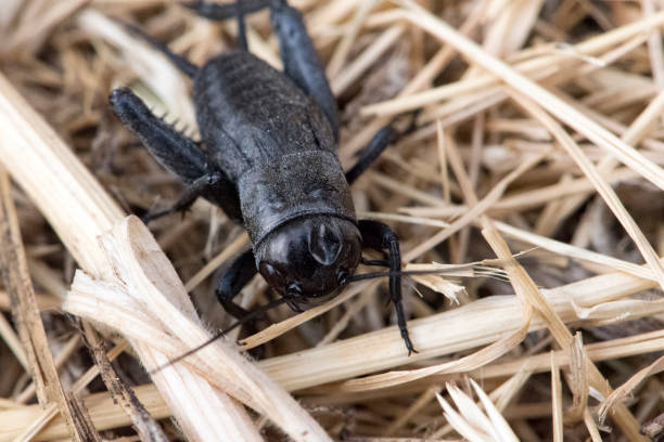 Cricket with a dent in its head crawling in a garden