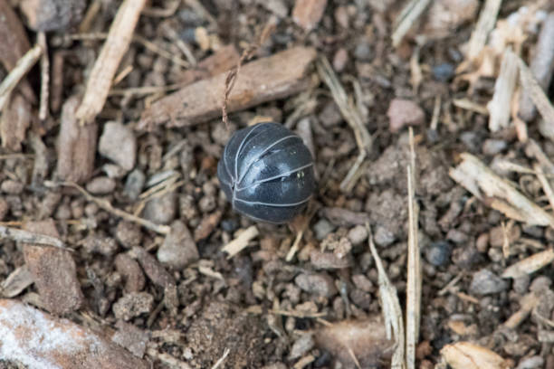 istock Curled up potato bug in a garden 1421320957