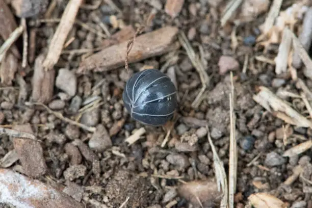 Curled up potato bug in a garden