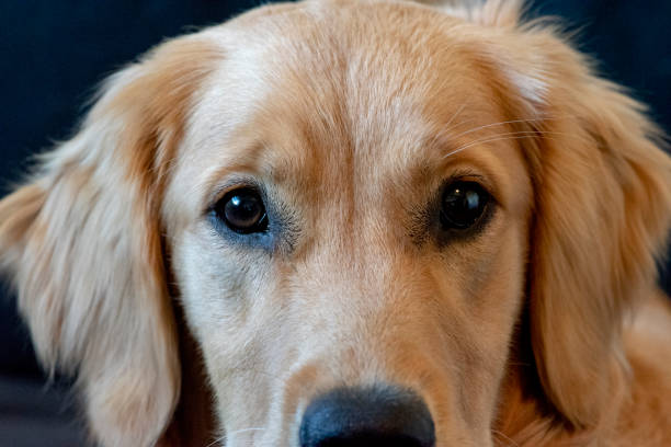 istock Golden retriever dog eyes up close 1421320988
