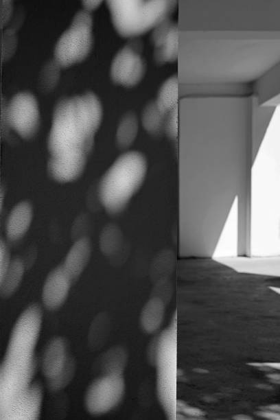 istock tree shadows on a white concrete wall of a house 1421321582