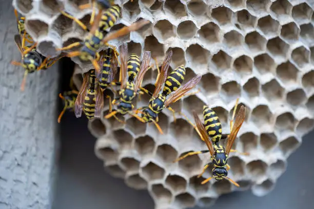 Photo of Hornets nest with yellow jacket wasps crawling across the top