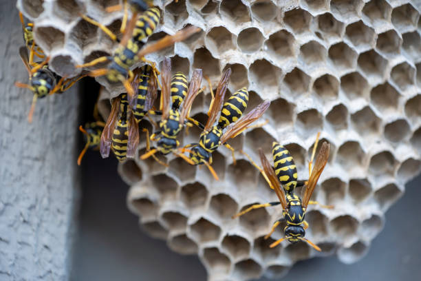 hornets nest with yellow jacket wasps crawling across the top - avrupa eşek arısı stok fotoğraflar ve resimler