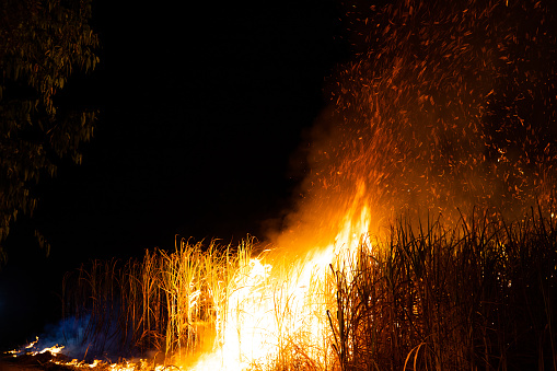 Sugar cane is burned to remove the outer leaves around the stalks before harvesting