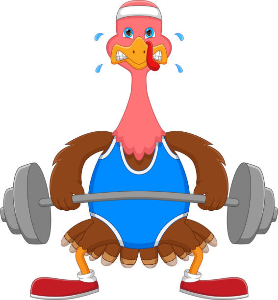cartoon cute turkey exercising with lifting weights vector illustration of cartoon cute turkey exercising with lifting weights cartoon of the physical fitness stock illustrations