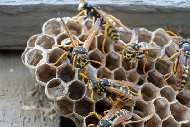 istock Angry hornets on their nest ready to stike 1421321879