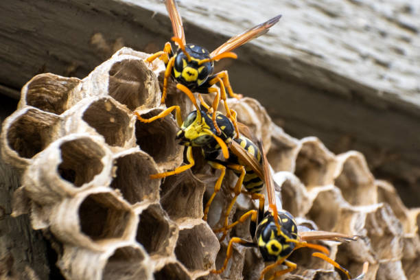 istock Yellow jacket wasps on a nest ready to attack 1421321899
