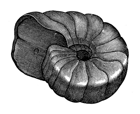 Antique illustration, geology and fossils: Nautilus bidorsatus