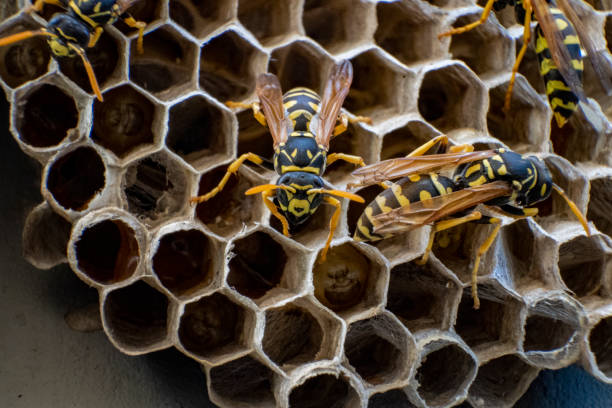 istock Angry Hornet sitting on its nest ready to attack 1421321933