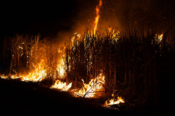 istock Sugar cane is burned to remove the outer leaves around the stalks before harvesting 1421322035