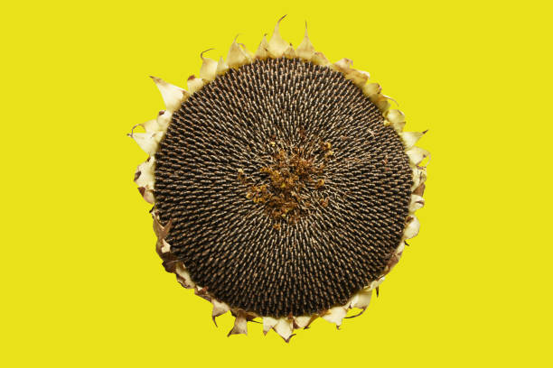 Dried sunflower with seeds isolated on the yellow background (Clipping Path) stock photo