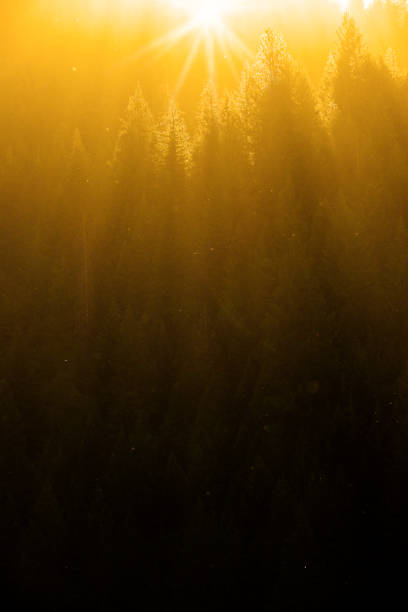 istock Late Evening or Early Morning Golden Sunlight Streaming Through Pine Trees 1421322676