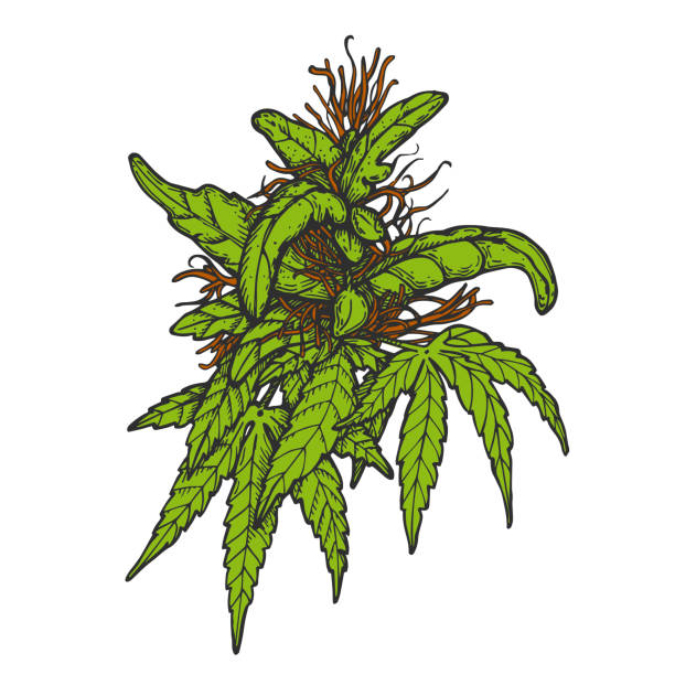 ilustrações, clipart, desenhos animados e ícones de broto de cannabis de tinta vetorial - marijuana plant