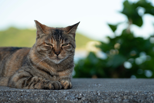 Photo of a stray cat relaxing outside with its eyes open and staring at you.