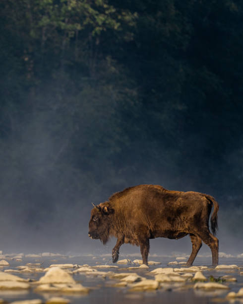 bison europeu, wisent, bison bonasus. bieszczady, cárpatos, polônia. - bisonte europeu - fotografias e filmes do acervo