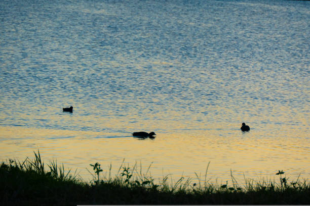 istock Duck silhouette in golden sunset 1421330319