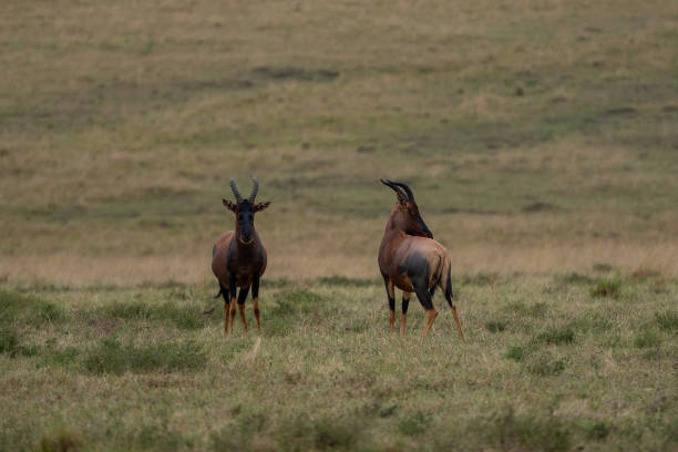 beautiful duo of topi antelopes each looking in one direction in the savannah of the masai mara national reserve, in kenya, africa - masai mara national reserve masai mara topi antelope imagens e fotografias de stock