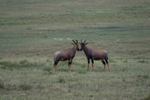 beautiful pair of topi antelopes looking at each other in the savannah of the masai mara national reserve, in kenya, africa - masai mara national reserve masai mara topi antelope imagens e fotografias de stock