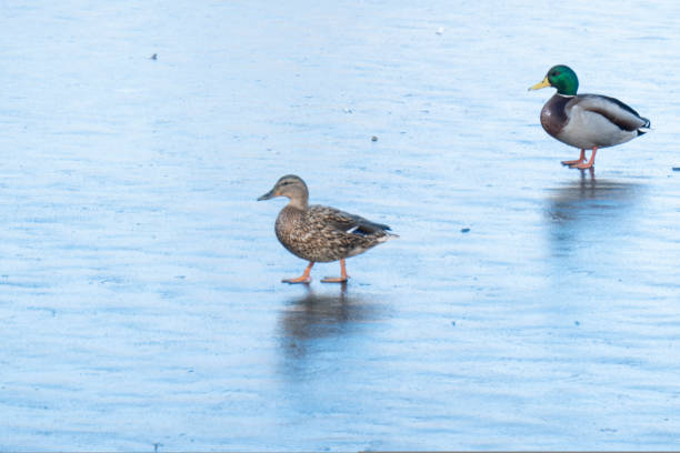 istock A duck pair for the winter. love wings concept. Copy space. 1421332348