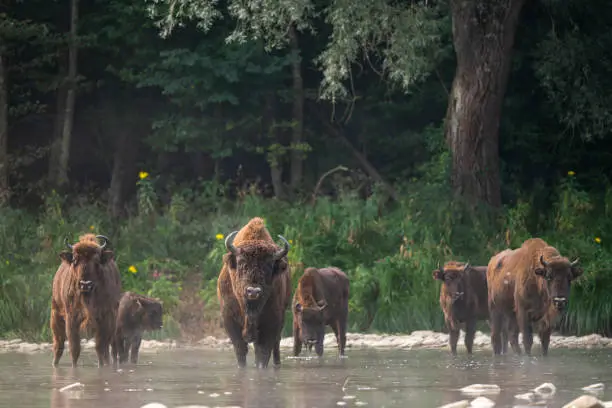 European Bison, Wisent, Bison bonasus. Bieszczady, Carpathians, Poland.