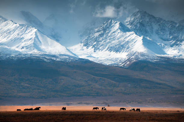 Horses grazing in the mountains at sunset. Altai mountains, Russia. Horses grazing in the mountains at sunset. Autumn landscape in Altai, Siberia, Russia. View of North-Chuya ridge with snow-covered mountain peaks altay state nature reserve stock pictures, royalty-free photos & images