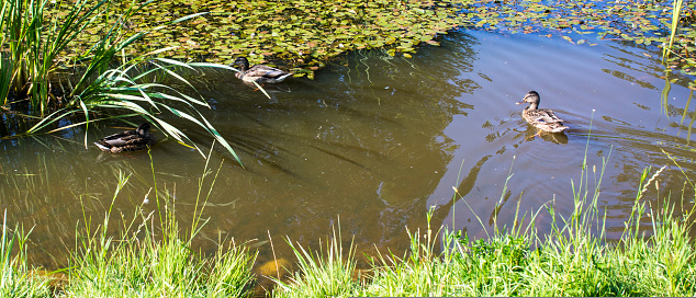 flock of mallard ducks swim on the pond in autumn park.