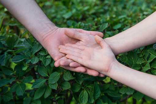 Dad, mom and child. The hands of an adult and a child lie on top of each other against the background of lush green foliage. Symbol of love and friendship.