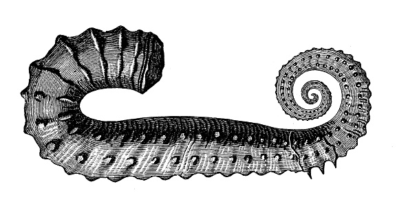 Antique illustration, geology and fossils: Ancyloceras Matheronianus