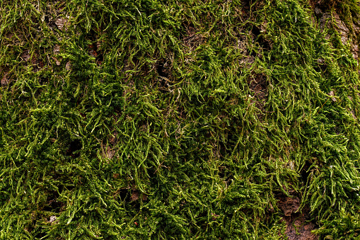 Fine green moss, growing in forest on tree, closeup macro detail