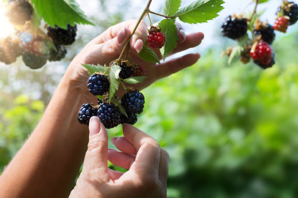 la mano della donna che raccoglie la bacca sullo sfondo del giardino di frutta; raccolta delle more in un frutteto; - mature women foto e immagini stock