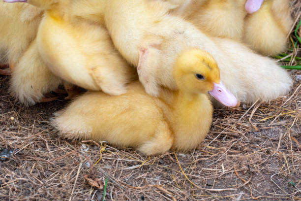 istock Duck broiler on a home farm 1421335396