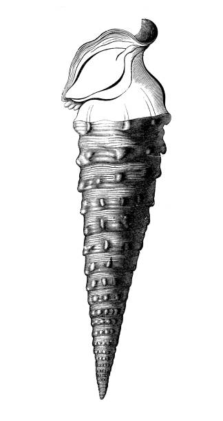 istock Antique illustration, geology and fossils: Cerithium Giganteum 1421336721