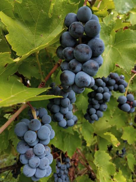 istock Ripe blue Grapes on vine up close 1421337330