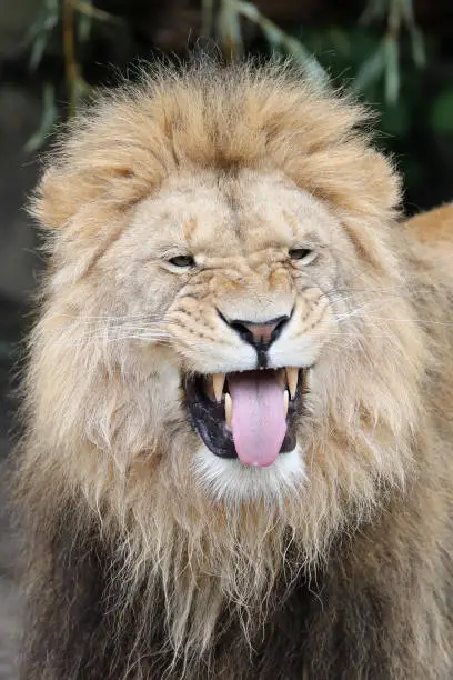 Close up portrait of a male lion, Panthera Leo, with Flehmen response