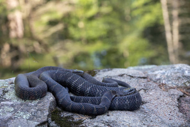 istock Two Northern Watersnakes (Nerodia sipedon) Coiled Together 1421340728