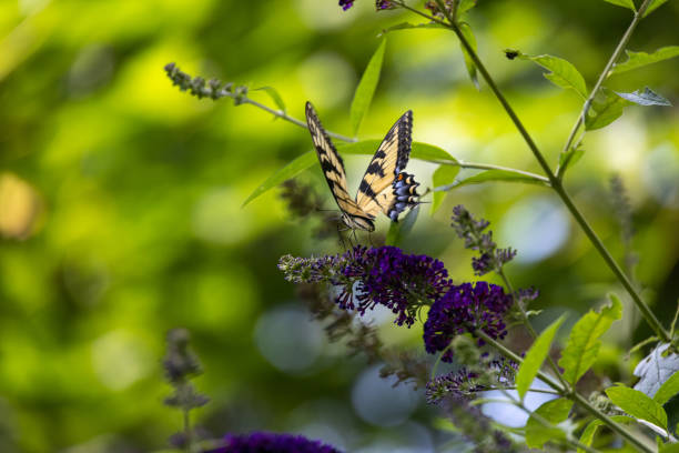 istock Eastern Tiger Swallowtail Butterfly (Papilio glaucus) on a Purpl 1421340729