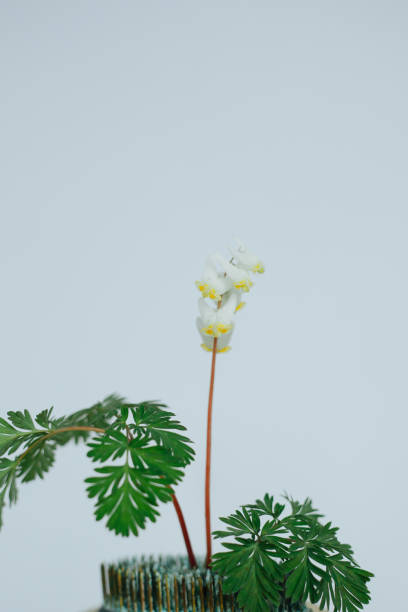 istock Dutchman's Britches Wildflower Against a White Background 1421341562