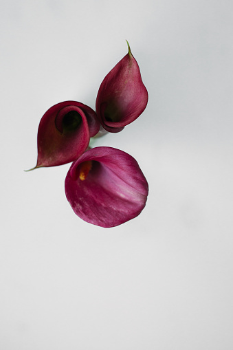 Calla Lily Flowers against a whilte background in United States, Virginia, Front Royal