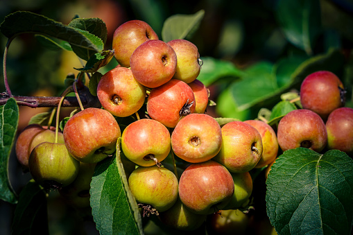 Red Santinel wood apple malus sylvestris in the Altes Land near Hamburg