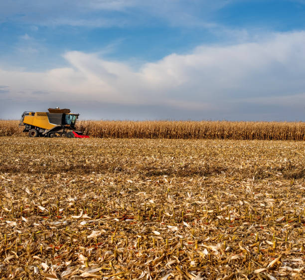 istock combine harvester working in a corn field during harvest 1421343322