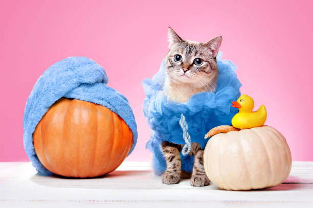 gato usando traje de halloween loofah spa y calabazas con turbante de toalla en el fondo rosa - orange halloween fotos fotografías e imágenes de stock