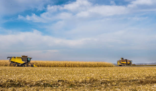 panorama eines maisfeldes, auf dem erntemaschinen arbeiten, schöner himmel - 2552 stock-fotos und bilder