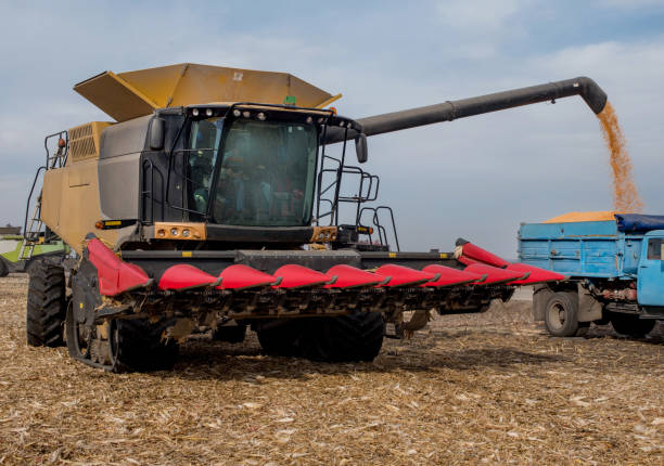 istock Pouring corn grain from combine, harvester work in a corn field during harvest 1421343610