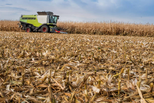 istock cut stalks of corn in the foreground after harvesters work 1421343611