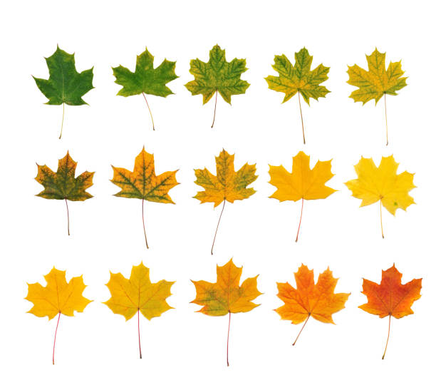 istock Set of maple tree autumn leafs isolated on white 1421343685