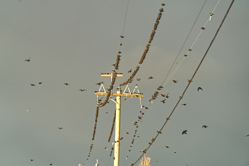 Dozens of birds
