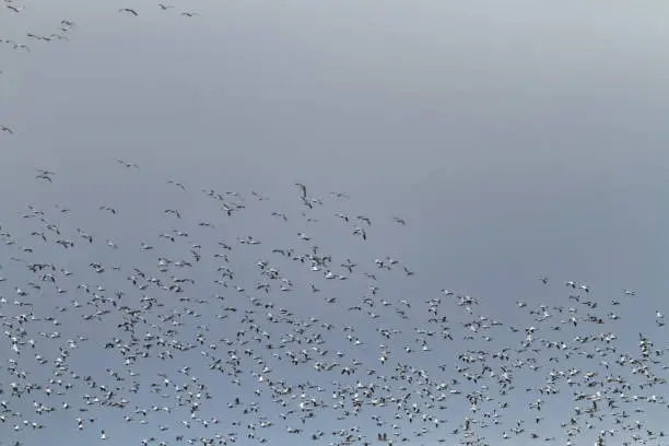 Snow geese flying by the ocean
