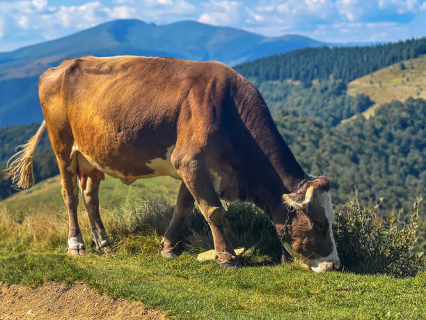 istock Cow grazes on pasture in the mountains 1421346154