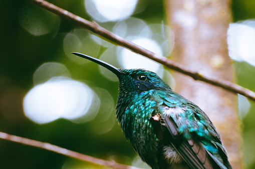 Hummingbird Costa Rica Monteverde